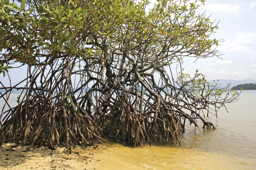 mangroves in borneo